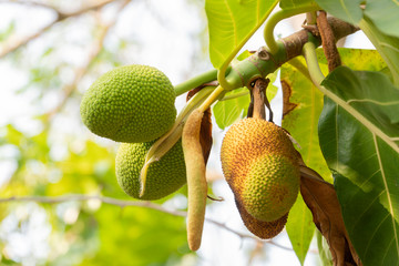  Jackfruit tree with plants fenne