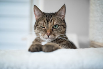 Obraz na płótnie Canvas tabby domestic shorthair cat sitting on cat tree winking
