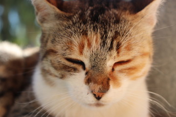 cara de gato dormido