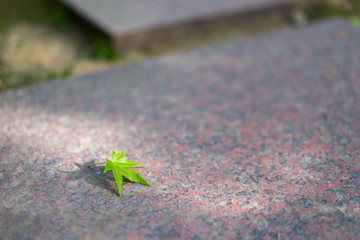 Nature background of maple leaves on the pavement with sunlight.