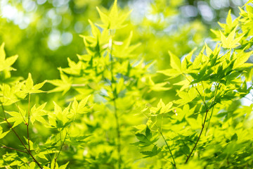 Nature green background with maple leaves in Japan.
