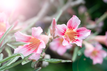 Impala Lily, Pink Bignonia