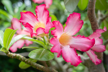 Impala Lily, Pink Bignonia