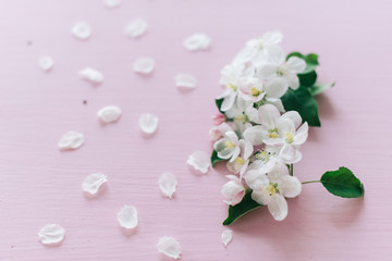 Fototapeta na wymiar Apple flowers on a pink wooden background