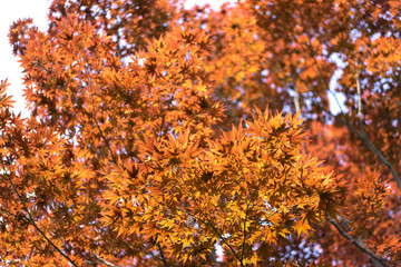 Red maple leaves during autumn in Japan.