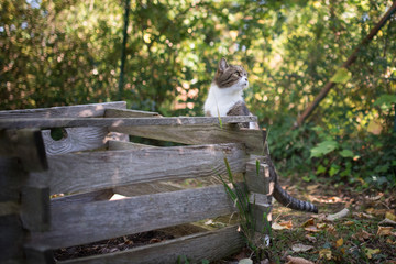 tabby white british shorthair cat leaning against compost bin looking at garden view