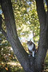 tabby white british shorthair cat standing on a tree looking down