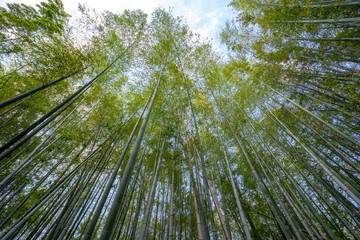Green bamboo forest nature background in Japan.