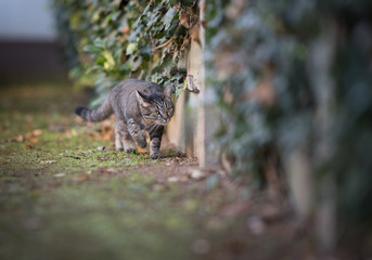 tabby domestic shorthair cat on the prowl