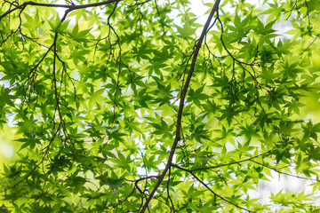 Fototapeta na wymiar Branch of green maple leaves. Green nature background.