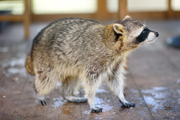 Raccoon in a cage of zoo
