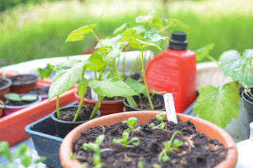 Home grown organic spinach seedlings planted in pots growing natural whole food at home