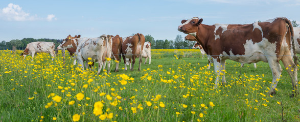 red and white spotted cows and buttercups in dutch summer meadow near utrecht and amersfoort in...