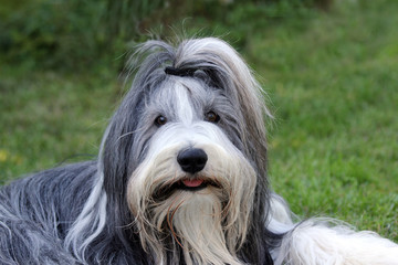 Bearded Collie 
