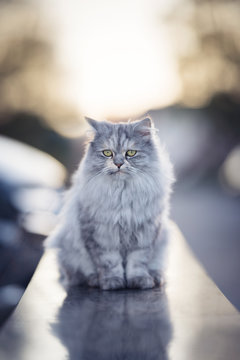 Persian Tortoiseshell Cat Standing On Mural Looking At The Street