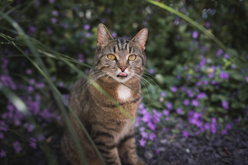 tabby domestic shorthair cat sticking out tiny tongue in front of purple flowers