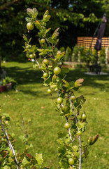 Beerensträucher mit den ersten Fruchtansätzen