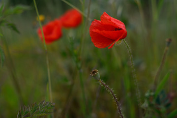 wild poppies in gardens of the neighborhood of Salburua, Vitoria-Gasteiz; Basque Country (Spain)