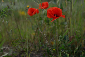 wild poppies in gardens of the neighborhood of Salburua, Vitoria-Gasteiz; Basque Country (Spain)