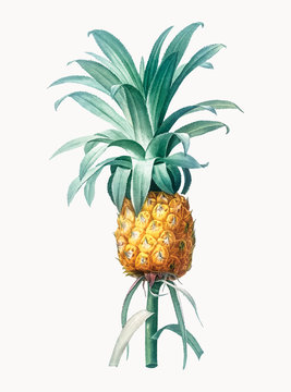 Tropical Pinapple  manually illustrated artwork