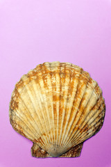 Ocean shell (seashell) isolated on colored background. Shell texture, minimal concept