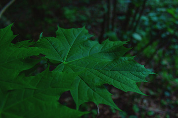 green leaves of maple