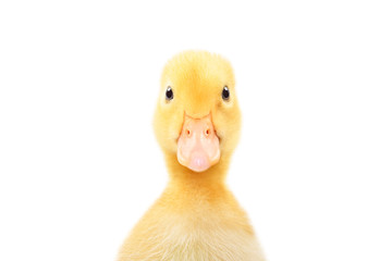 Portrait of a cute little duckling, closeup, isolated on white background