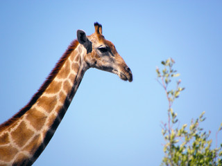 Giraffe