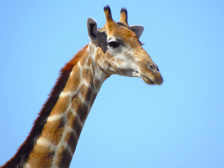 Giraffe