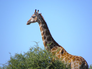 Giraffe