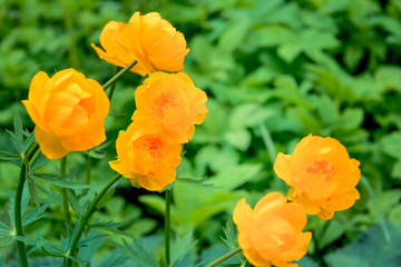 Blooming orange meadow flower in the garden