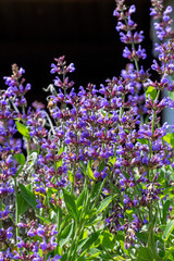 Obraz premium The sage (Salvia officinalis) grows in natural habitat