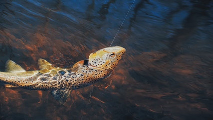 Trout on the hook. Fishing.