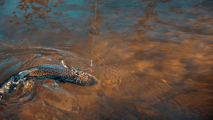 Trout on the hook. Fishing.