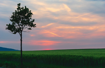 Fototapeta na wymiar green field with tree and contrails in sunset sky