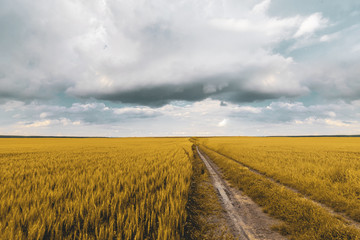 wheat field under sunset cloud sky