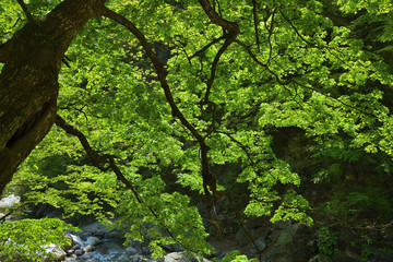 North Korean nature. Korean maple