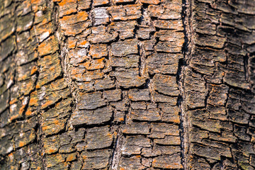Fragment of natural bark, lit by the soft evening sunlight, may be used as contemporary expressive element of ecological or naturalistic style for interior or graphic design