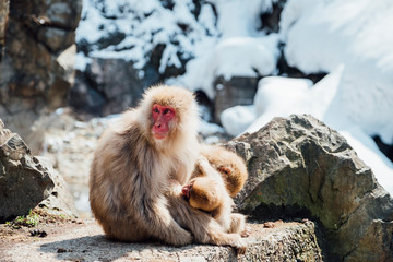 Fototapeta premium snow monkey in Japan