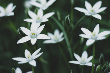 Fototapeta na wymiar Photophone from small white flowers. Flower of the Great Stitchwort Stellaria holostea . Close-up.