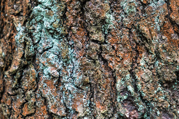 Fragment of natural bark, lit by the soft evening sunlight, may be used as contemporary expressive element of ecological or naturalistic style for interior or graphic design.