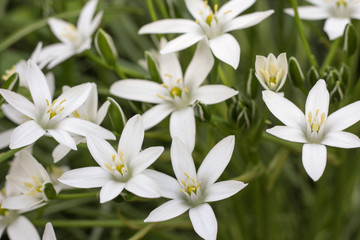 Photophone from small white flowers. Flower of the Great Stitchwort Stellaria holostea . Close-up.