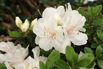 White Rhododendron. Close-up of a blooming bush.