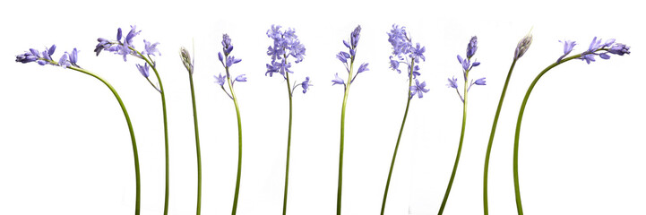 A collection of real bluebell flowers isolated on a white background