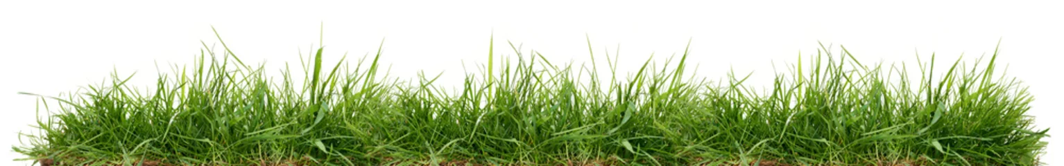 Foto op Plexiglas Vers groen gras geïsoleerd tegen een witte achtergrond © Duncan Andison