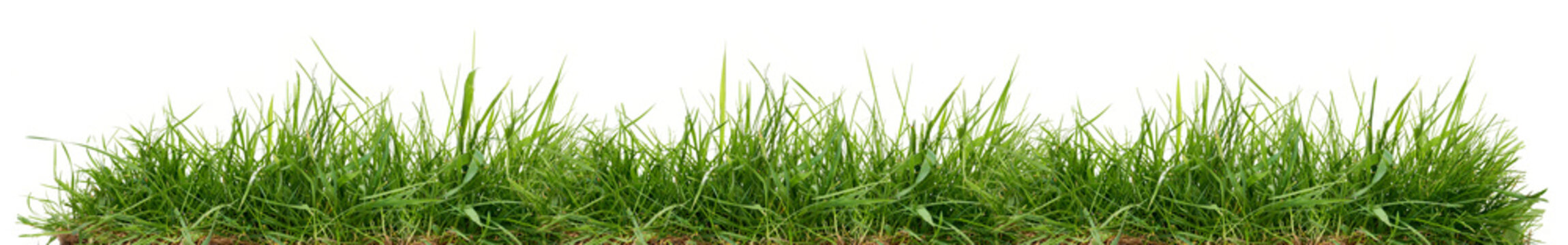 Fresh green grass isolated against a white background © Duncan Andison