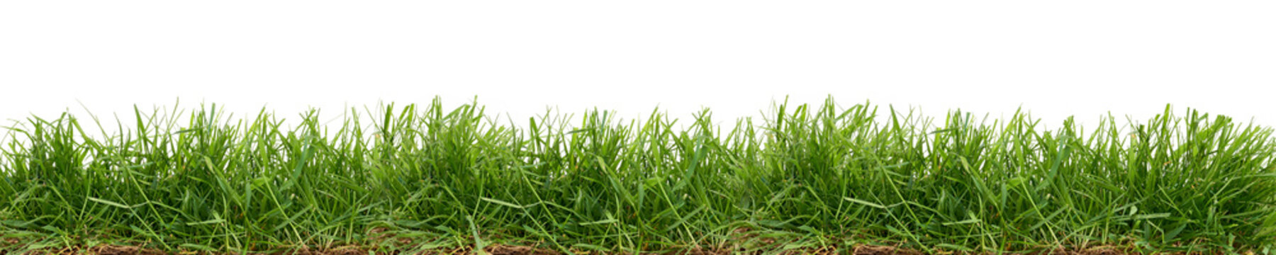 Fresh green grass isolated against a white background © Duncan Andison