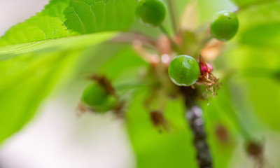 Green cherry ripens on a green tree in the spring. Fruit on the branch of sweet cherry in the garden. Nature blurred background.