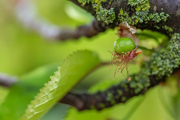 Green cherry ripens on a green tree in  summer. Fruit on a branch of sweet cherry in a garden. Nature blurred green background. 