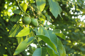 Young walnuts on the tree at sunset. Tree of walnuts. Green leaves background.